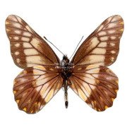 CATASTICTA NIMBICE NIMBICE